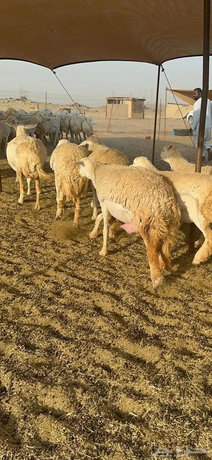 غنم حرية رخال صنف نادر ماشاءالله 2