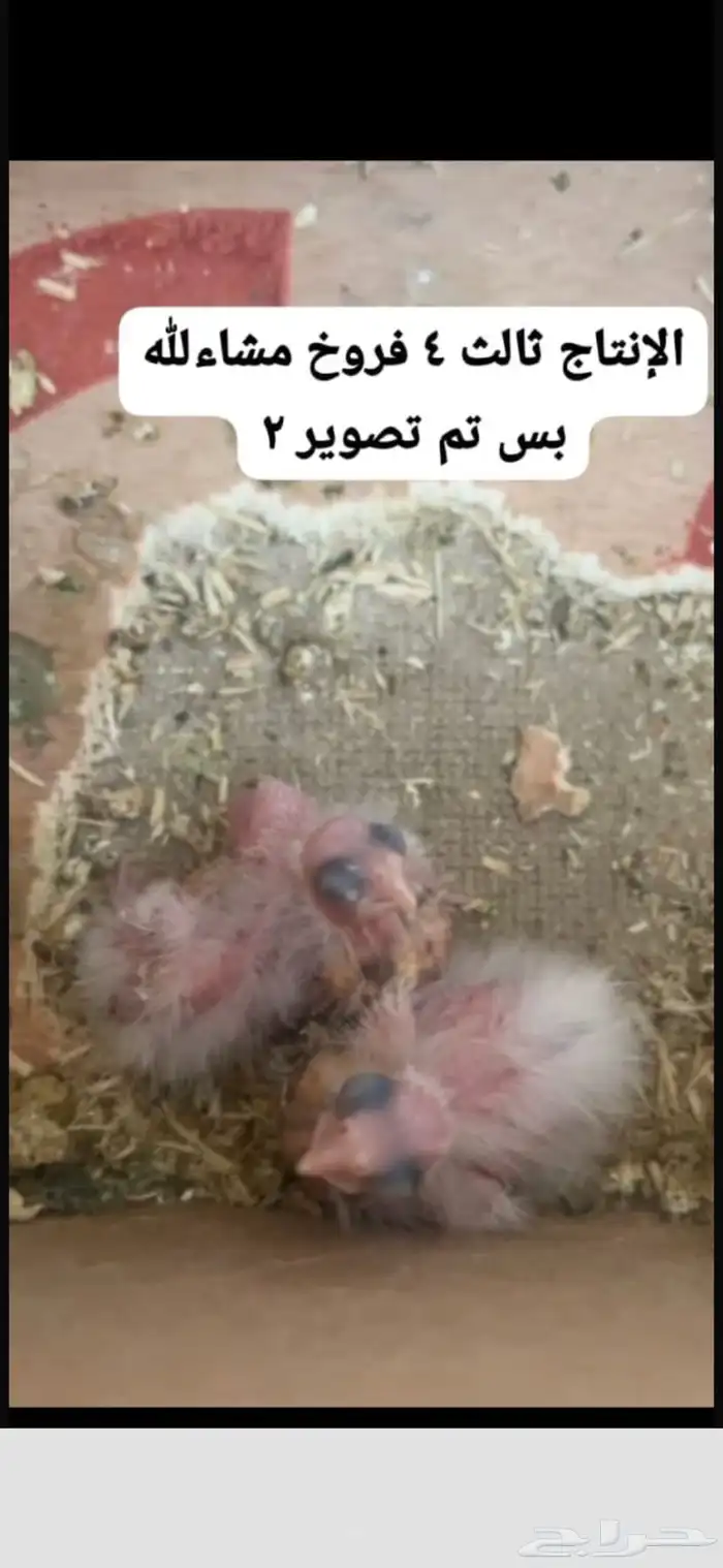 جوز كيروان هولندي 3