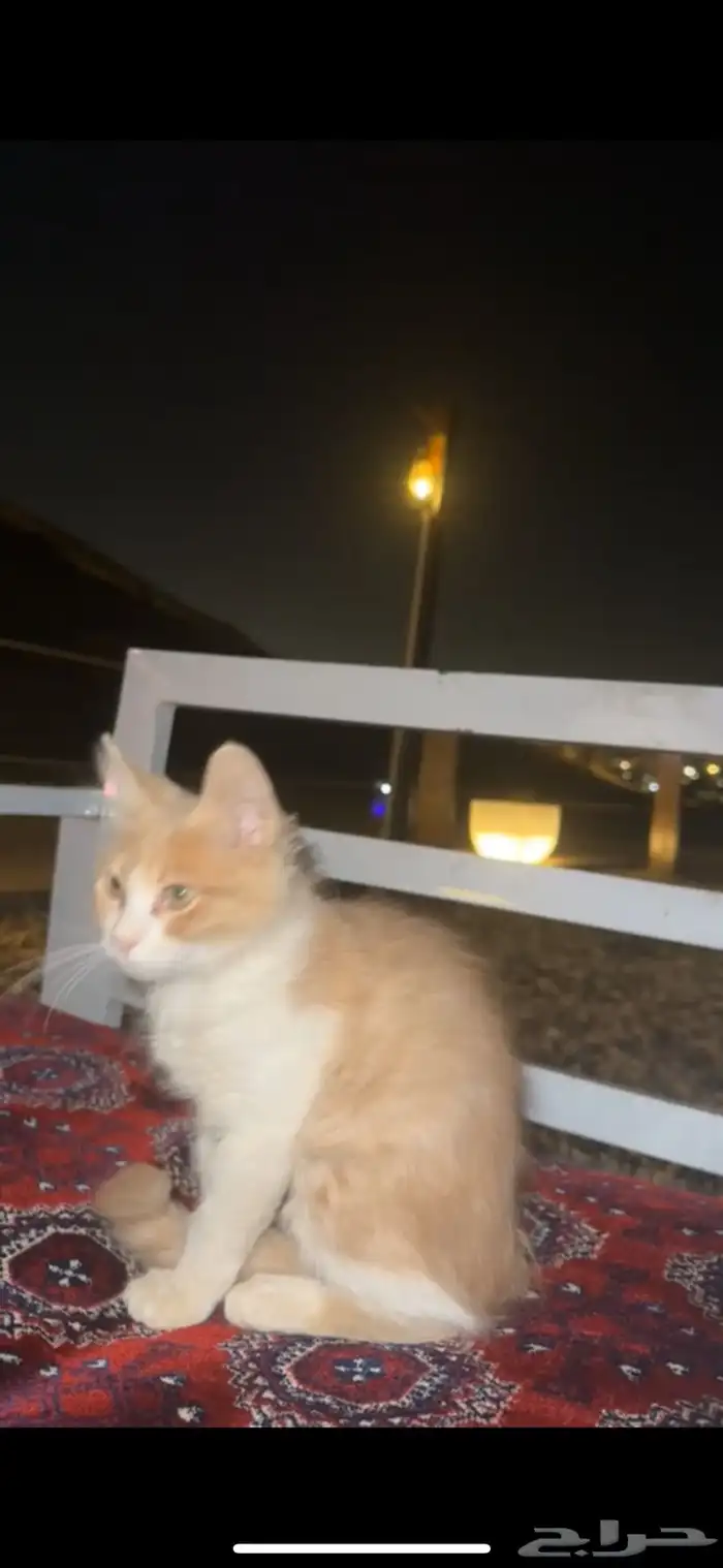 بسه بالحديقه 2