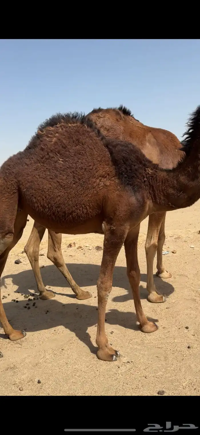 خلفة ساحلية للبيع تم  البيع 1