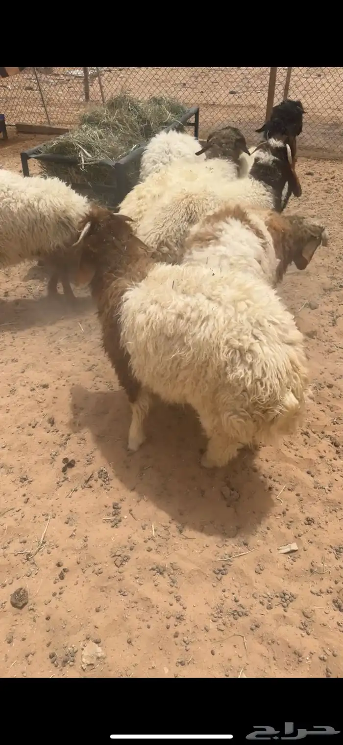 طليان من اعمار خمس شهور الى سته 4