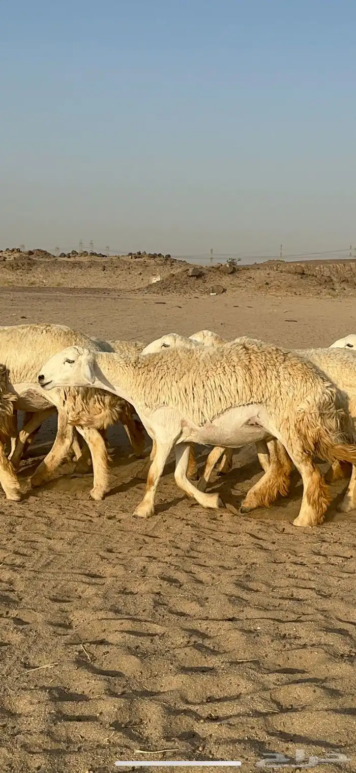 غنم حرية رخال صنف نادر ماشاءالله 13