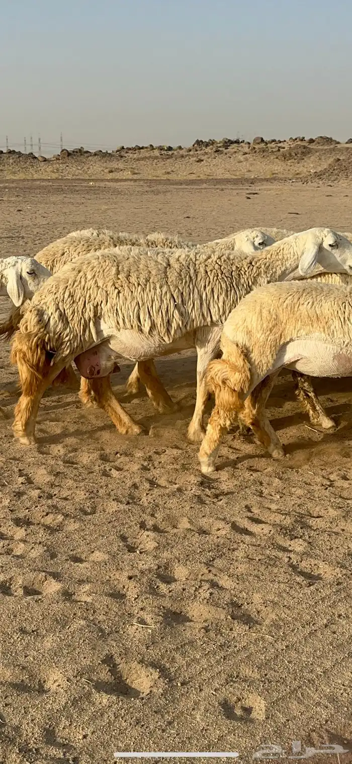 غنم حرية رخال صنف نادر ماشاءالله 7