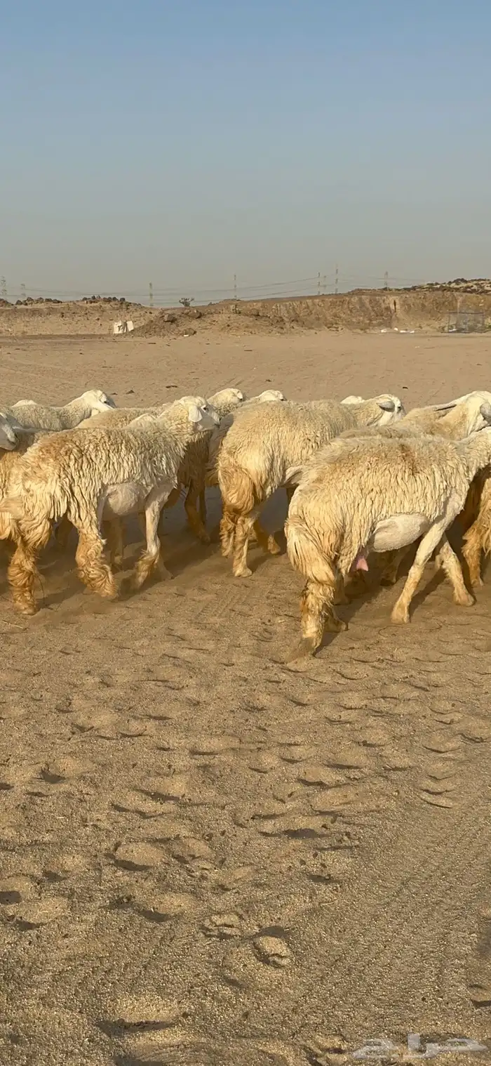 غنم حرية رخال صنف نادر ماشاءالله 4