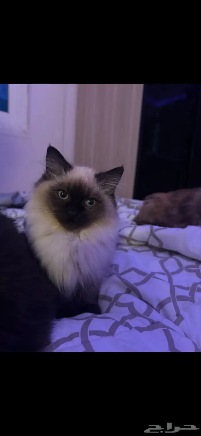 قطط للبيع 0