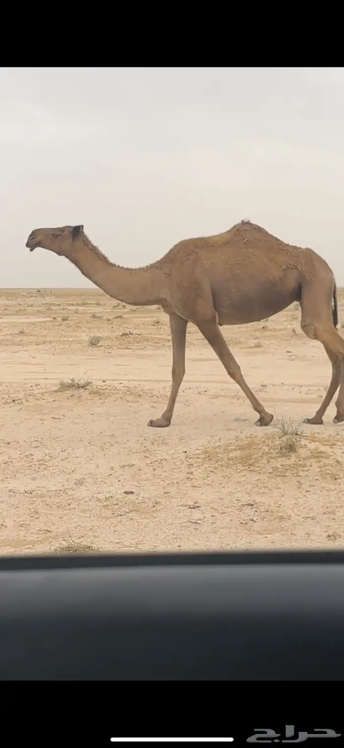 معشر صفرا تم البيع 1