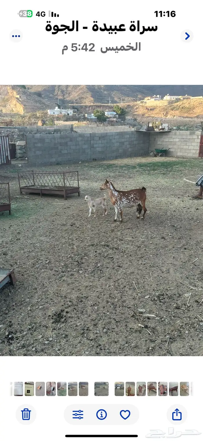عنز يتبعها عناق للبيع 0