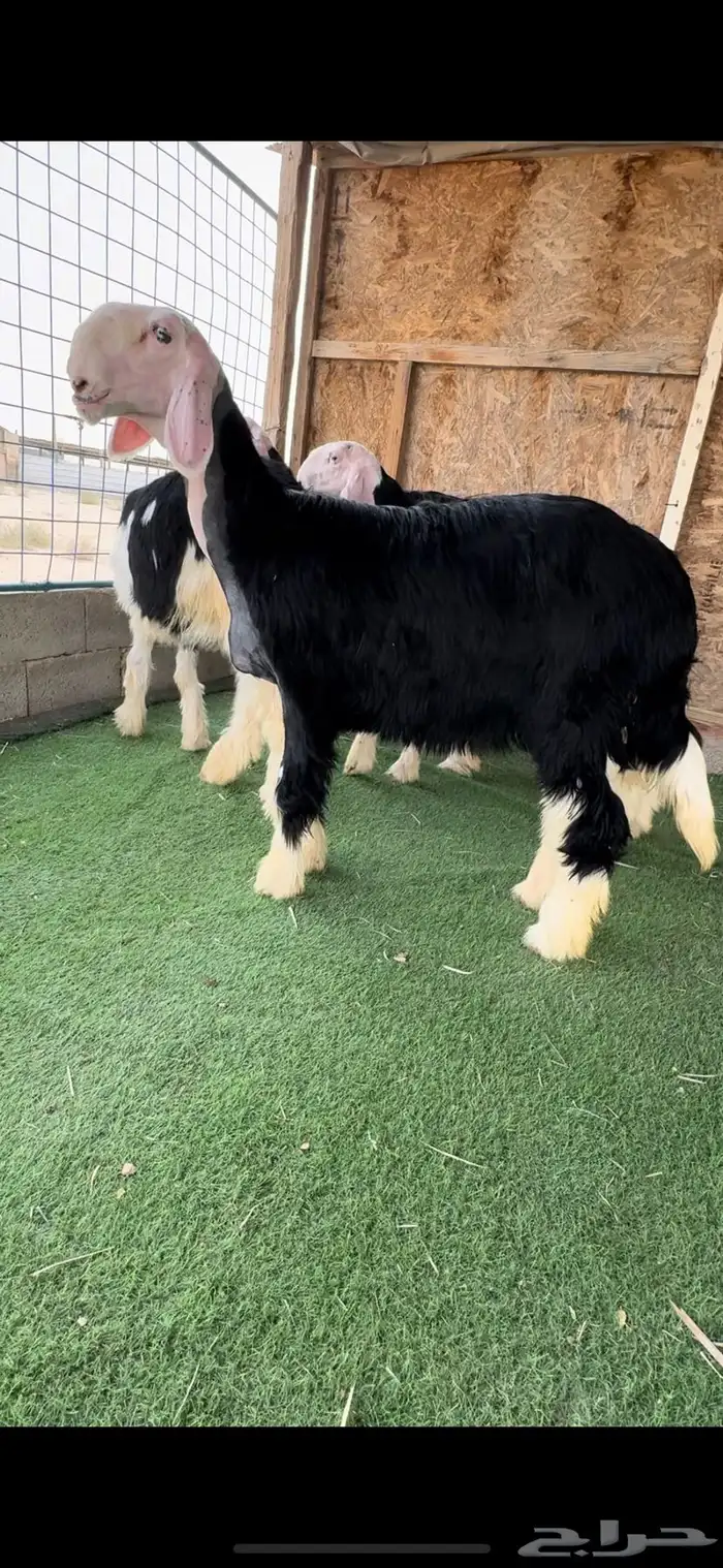 4 رخال نجد صنف 2