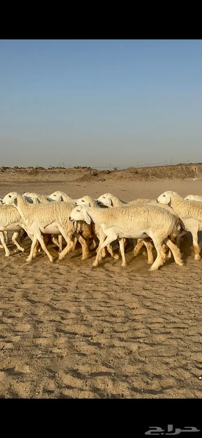 غنم حرية رخال صنف نادر ماشاءالله 11