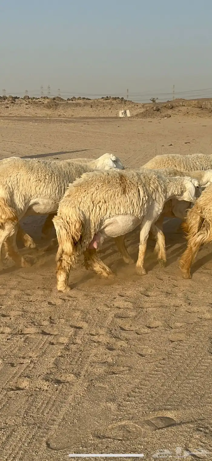 غنم حرية رخال صنف نادر ماشاءالله 3