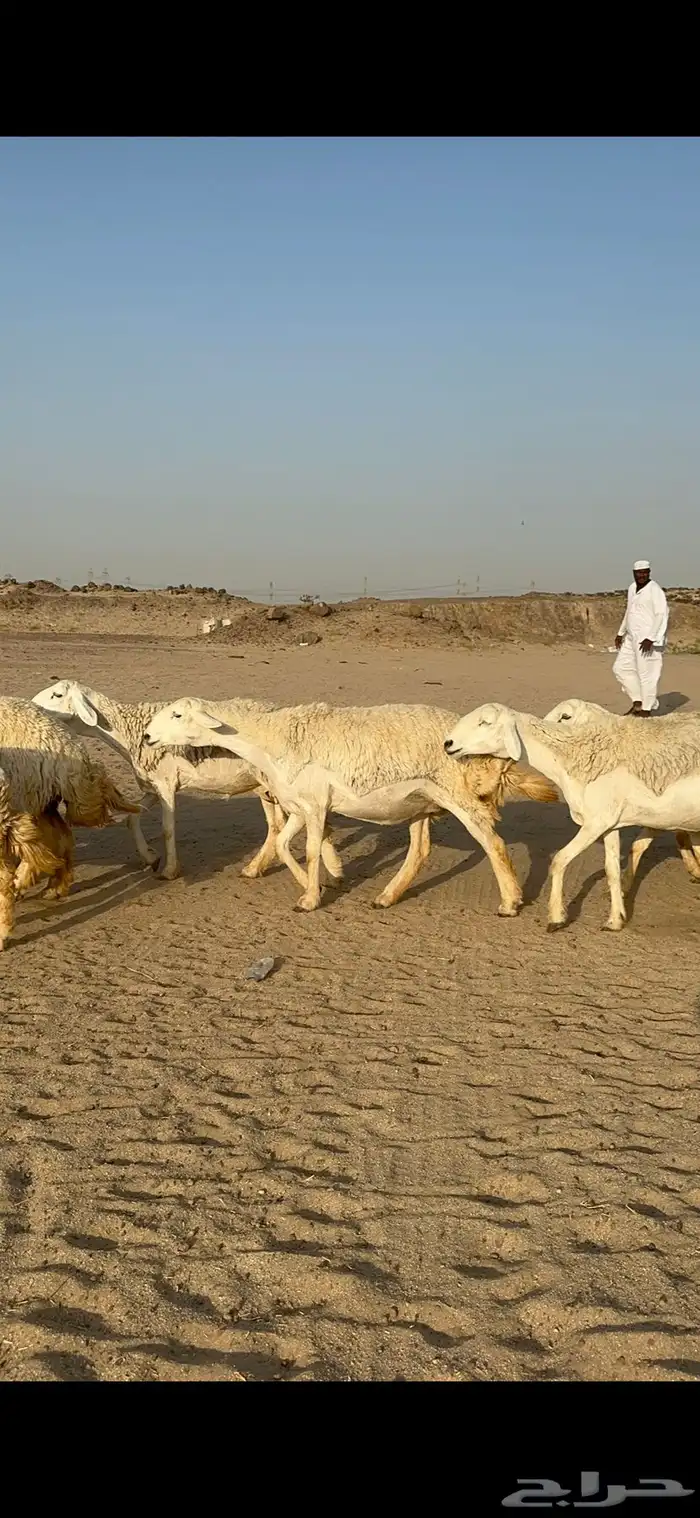 غنم حرية رخال صنف نادر ماشاءالله 15