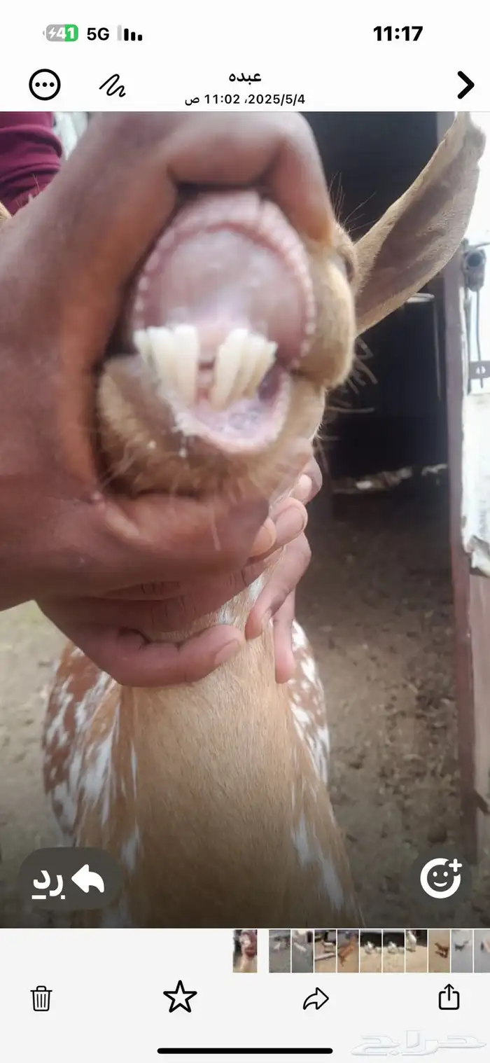 عنز يتبعها عناق للبيع 2