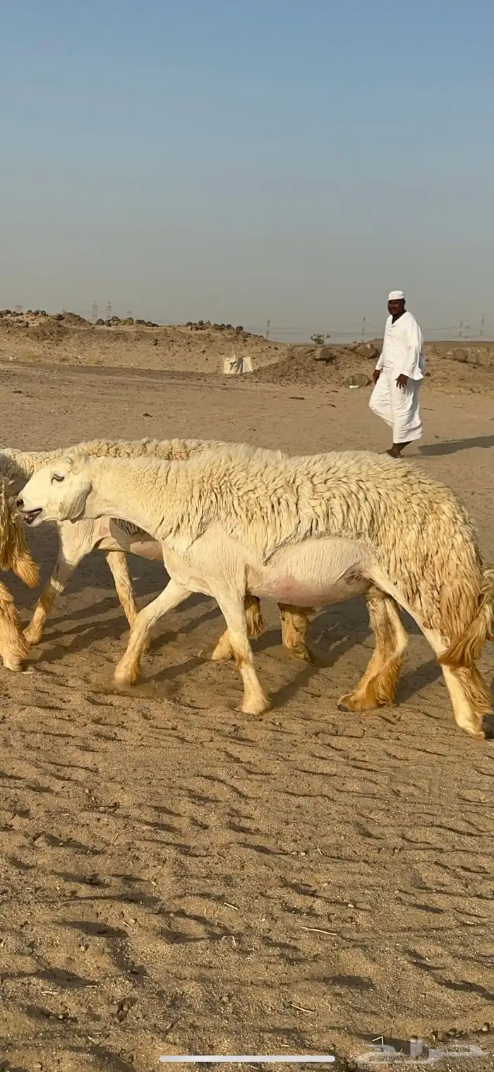 غنم حرية رخال صنف نادر ماشاءالله 0