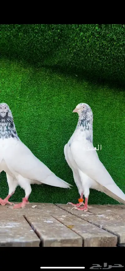 حمام باكستاني 2