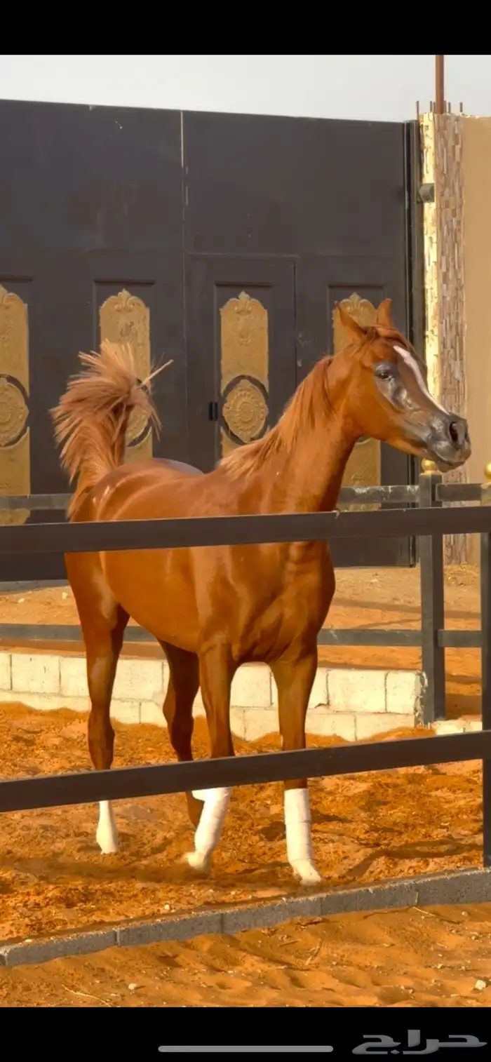 فرس واهو فاخره ابنة العالمي ابها قطر ومعها ولدها 2