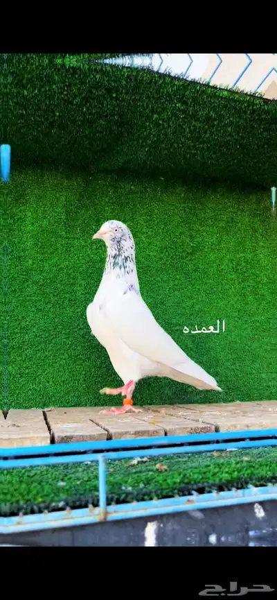 حمام باكستاني 1