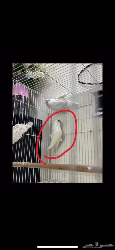 السلام عليكم ورحمة الله وبركاته عندي طير روز ذكر على السوم 0