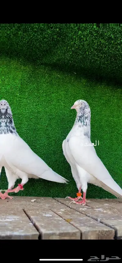 حمام باكستاني 0