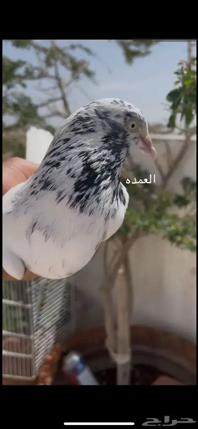 حمام باكستاني 3