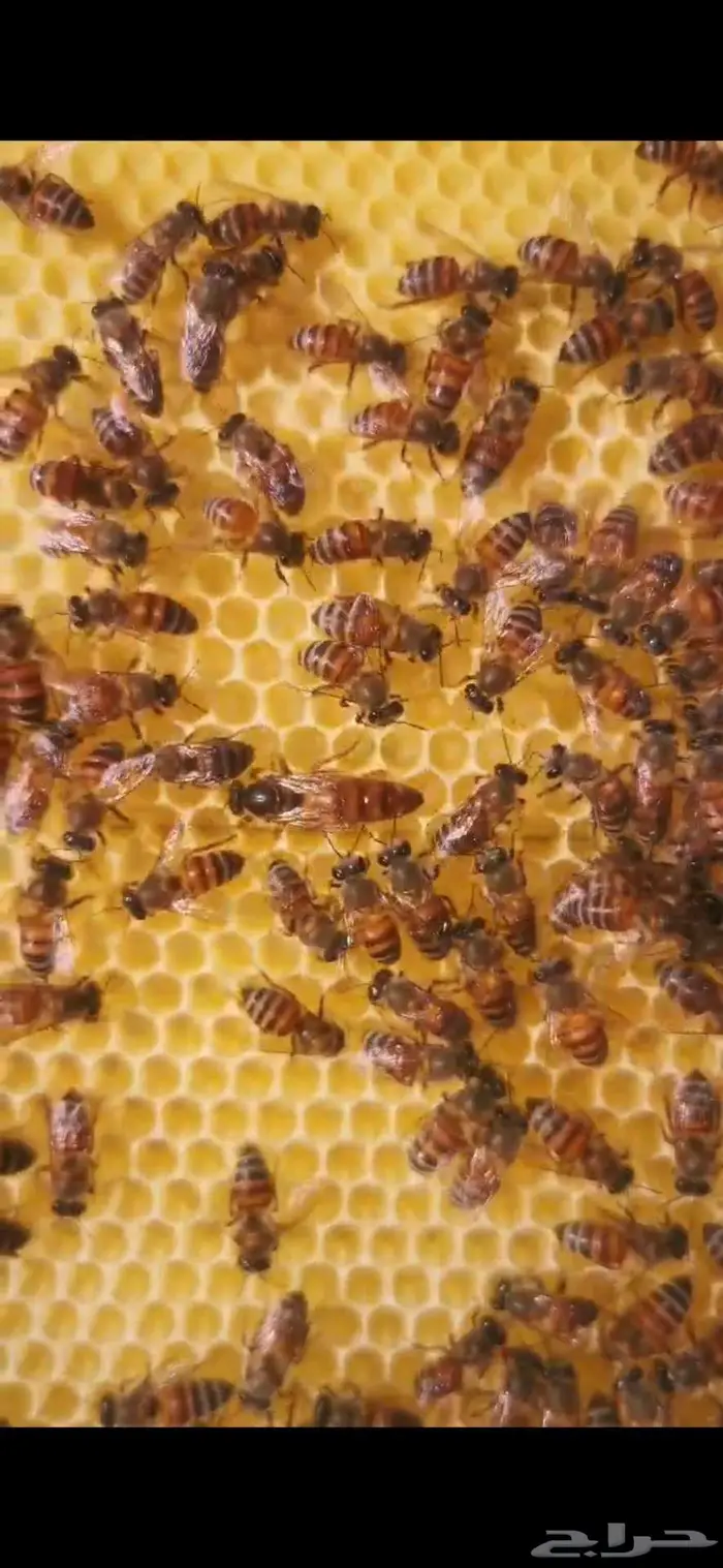 100خليه نحل للبيع 0