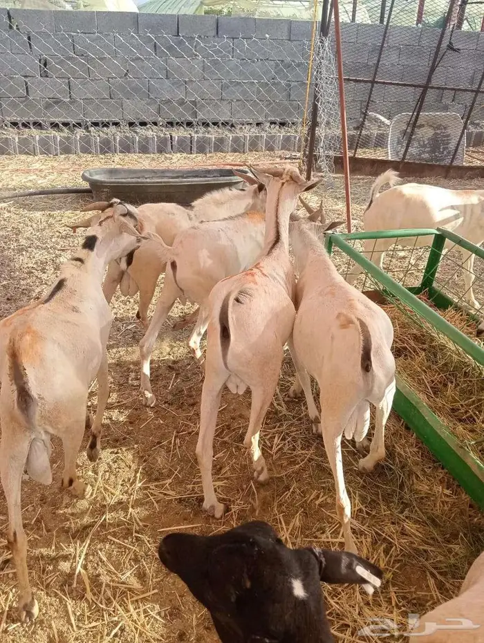برابر وتيوس تربيه وصحه جيده جمله وتفريد 5