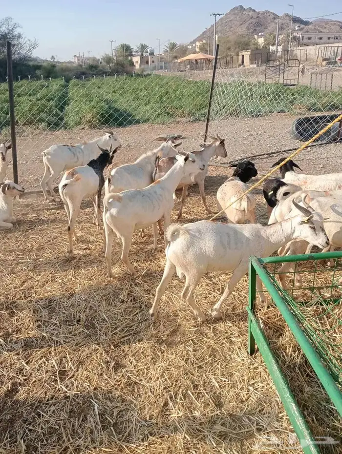 برابر وتيوس تربيه وصحه جيده جمله وتفريد 3