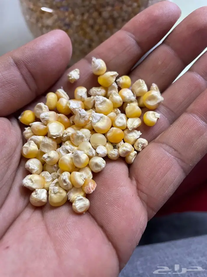 حبش حب الحاج بلدي نظيف ومشروط 0