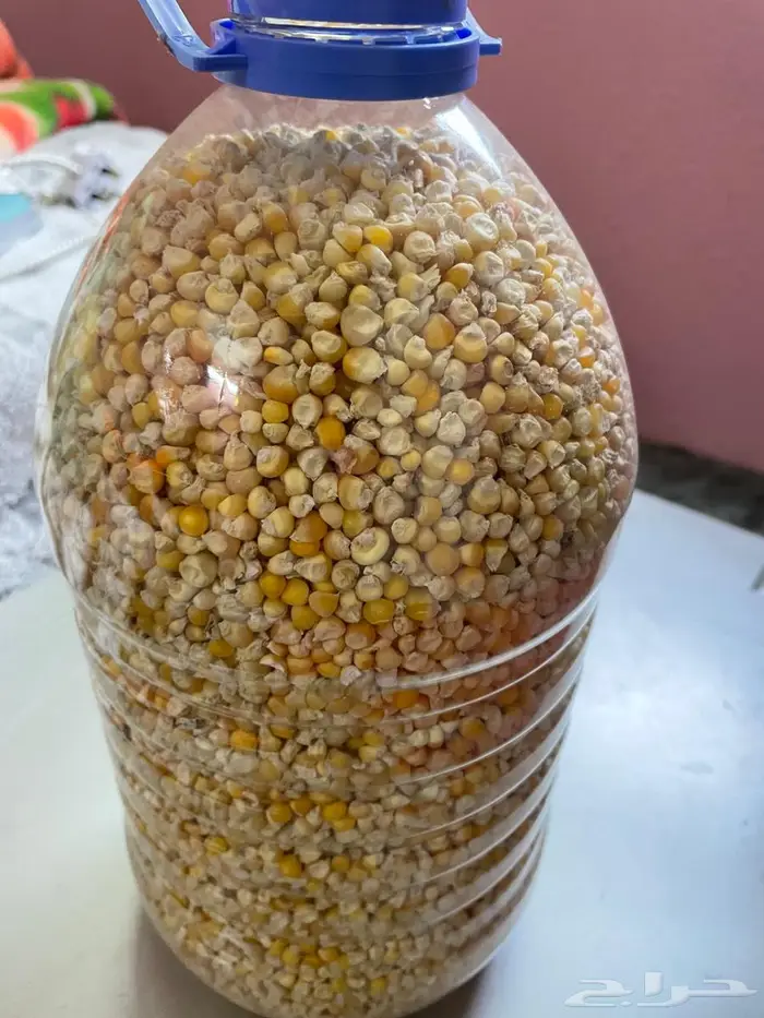 حبش حب الحاج بلدي نظيف ومشروط 1