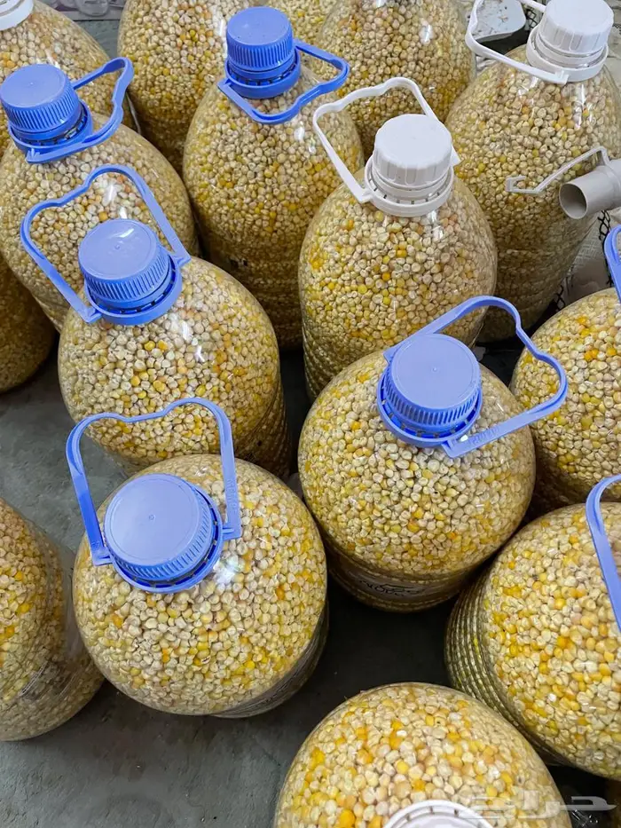 حبش حب الحاج بلدي نظيف ومشروط 2