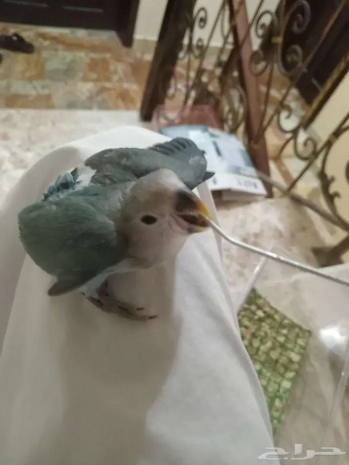 فروخ روز 1