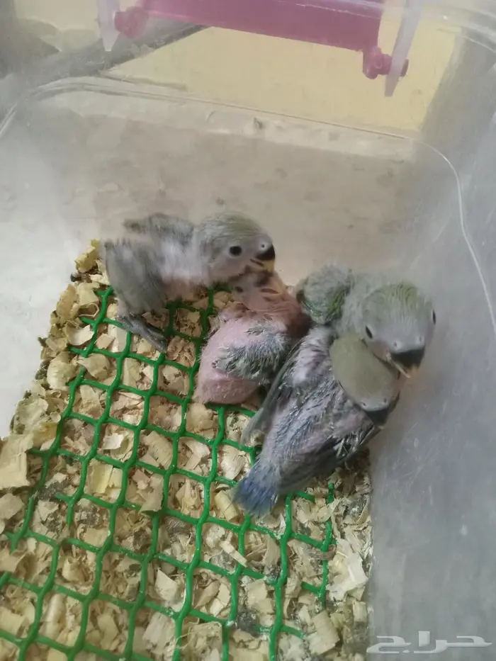فروخ روز 3