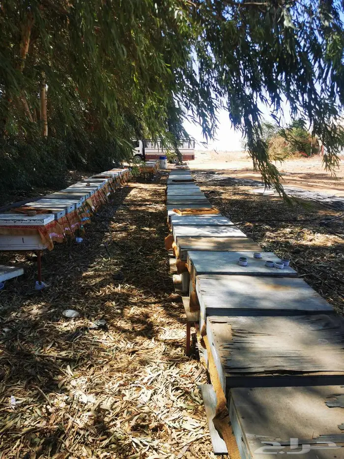 100خليه نحل للبيع 1