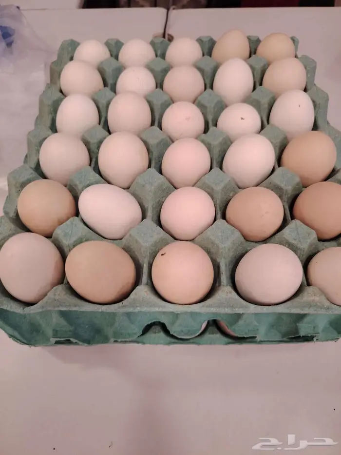 بيض دجاج بلدي وفيومي 1