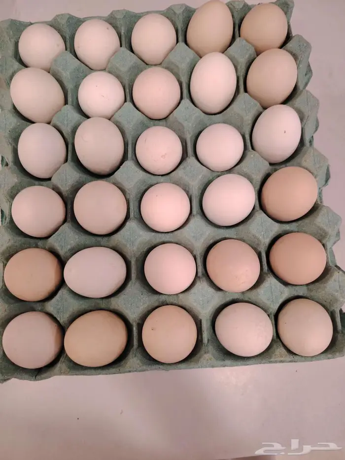 بيض دجاج بلدي وفيومي 0