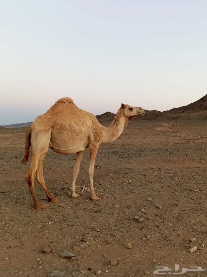 خلفه تحتها بكره للبيع 1