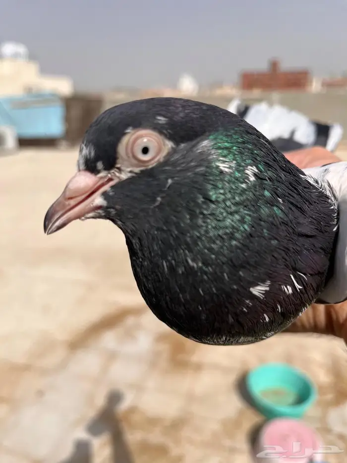 طبات باكستاني تم البيع 35