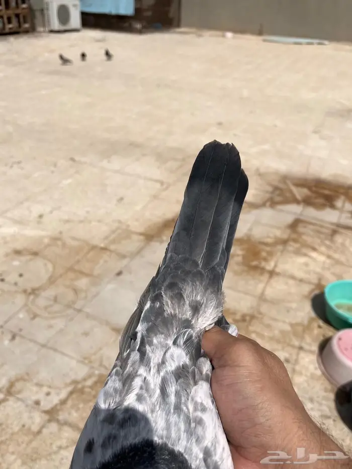 طبات باكستاني تم البيع 29