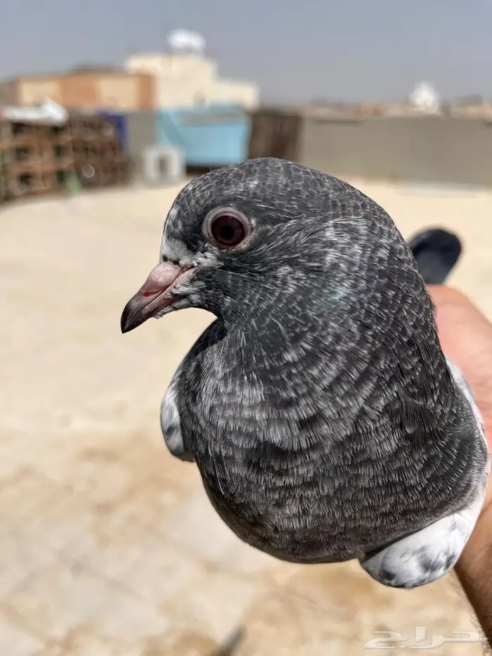طبات باكستاني تم البيع 36