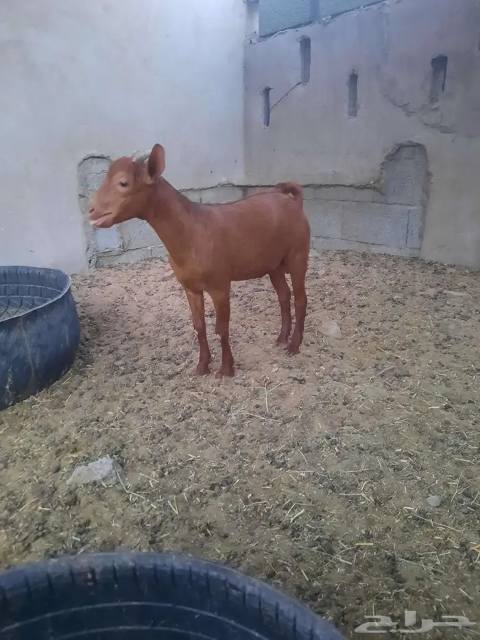 جفر محايلي مدفون شحم ماشاء الله تم البيع 0