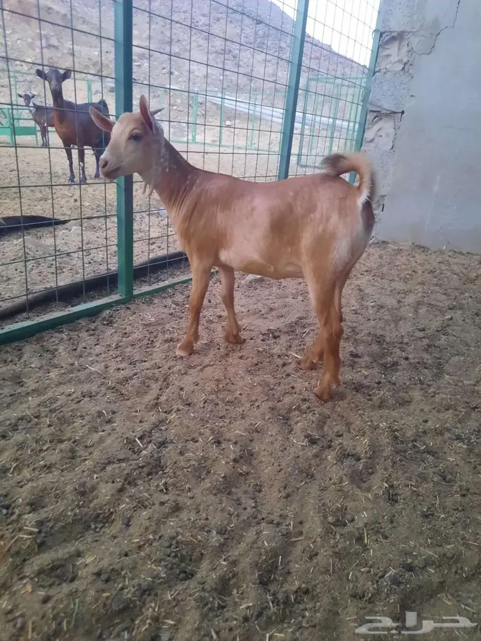 جفره محايليه سمينه زبده تم البيع 0