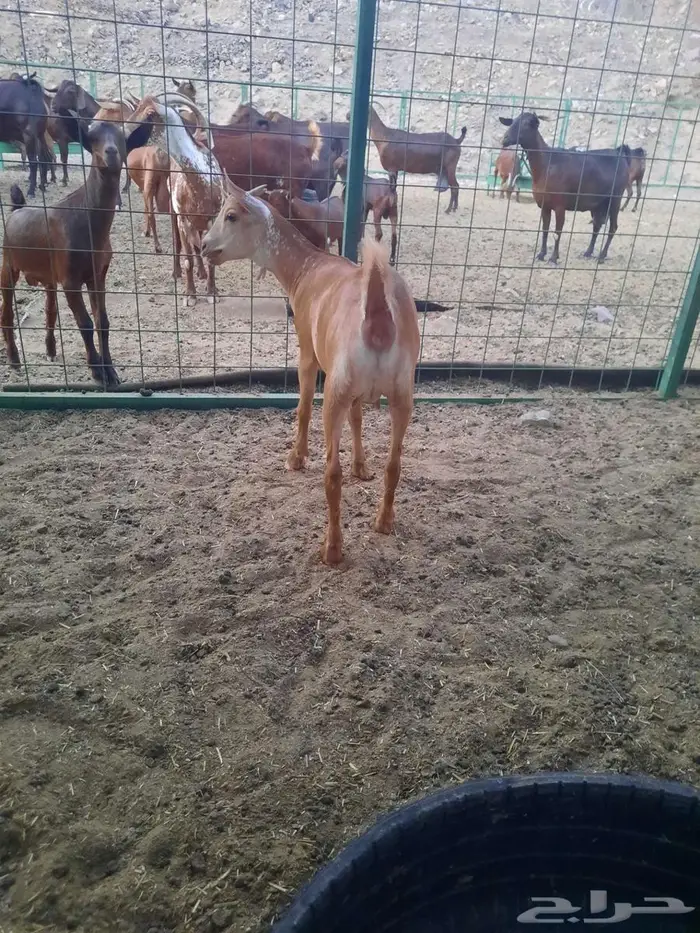 جفره محايليه سمينه زبده تم البيع 2