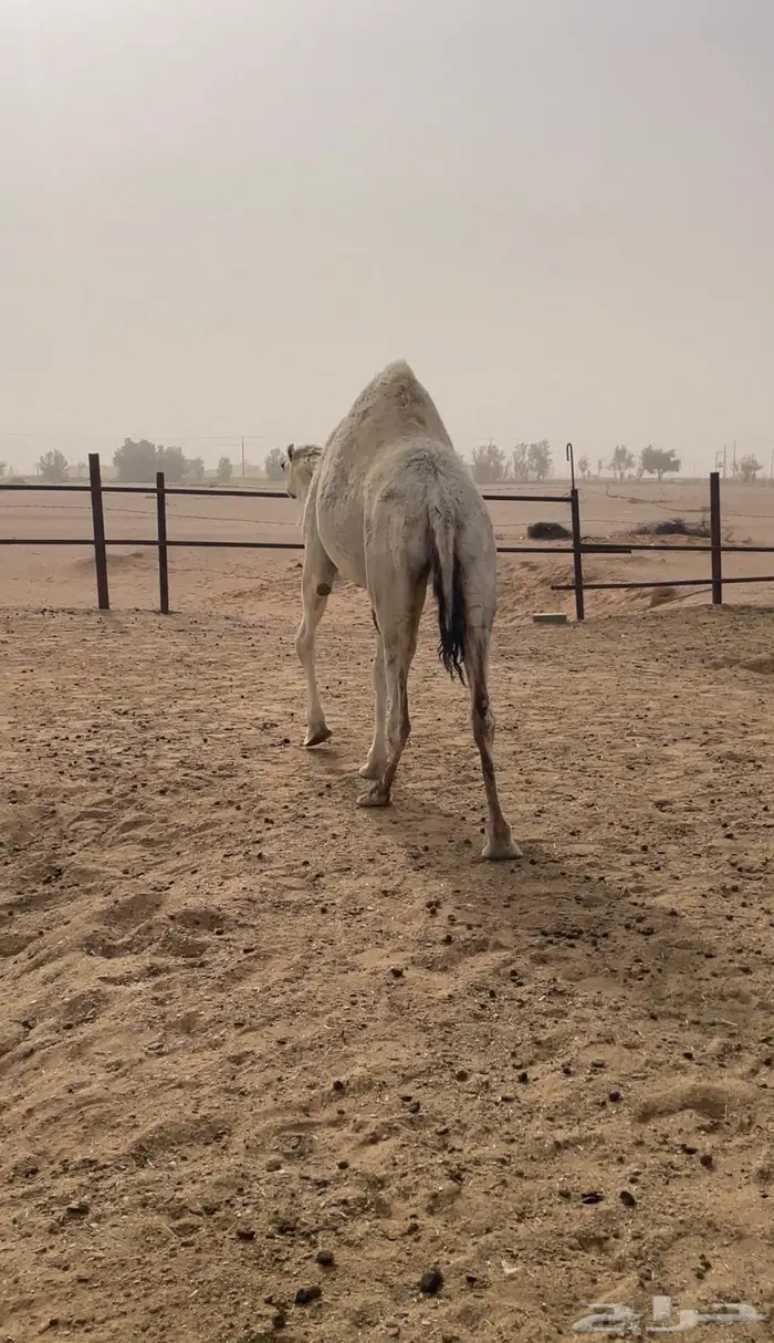 نافخ حايل ضحيه شرط 1