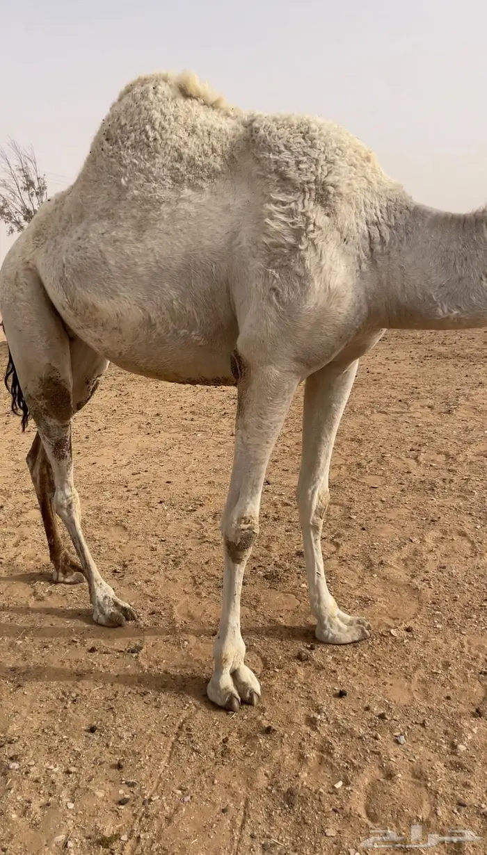 نافخ حايل ضحيه شرط 2