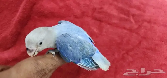 طائر روز اليف هدد فايلوت مناسب للصغار والكبار 3