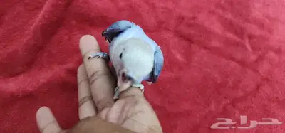 طائر روز اليف هدد فايلوت مناسب للصغار والكبار 4