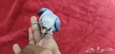 طائر روز اليف هدد فايلوت مناسب للصغار والكبار 2
