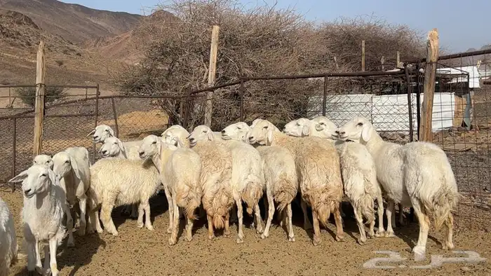 ظان حرش حريه ولد ودفيع ومضريع طيبه 1