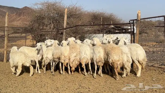 ظان حرش حريه ولد ودفيع ومضريع طيبه 8