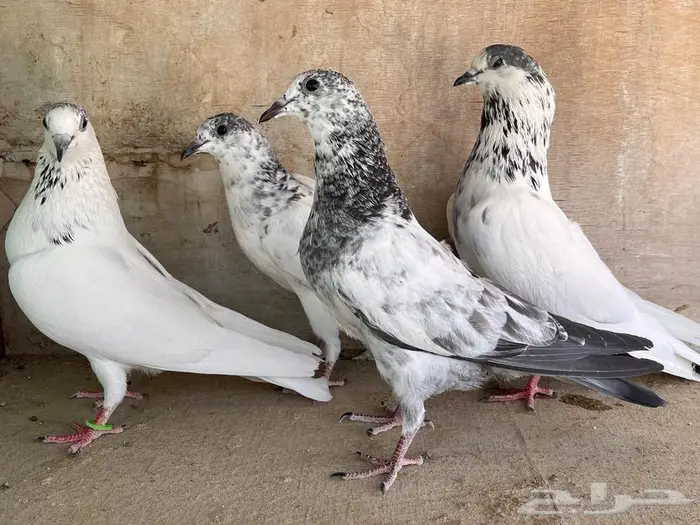 طبات باكستاني تم البيع 27