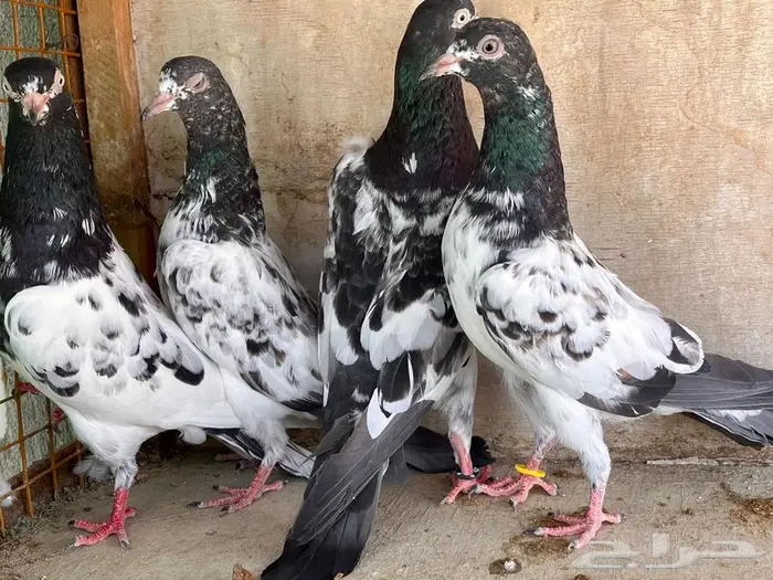 طبات باكستاني تم البيع 34